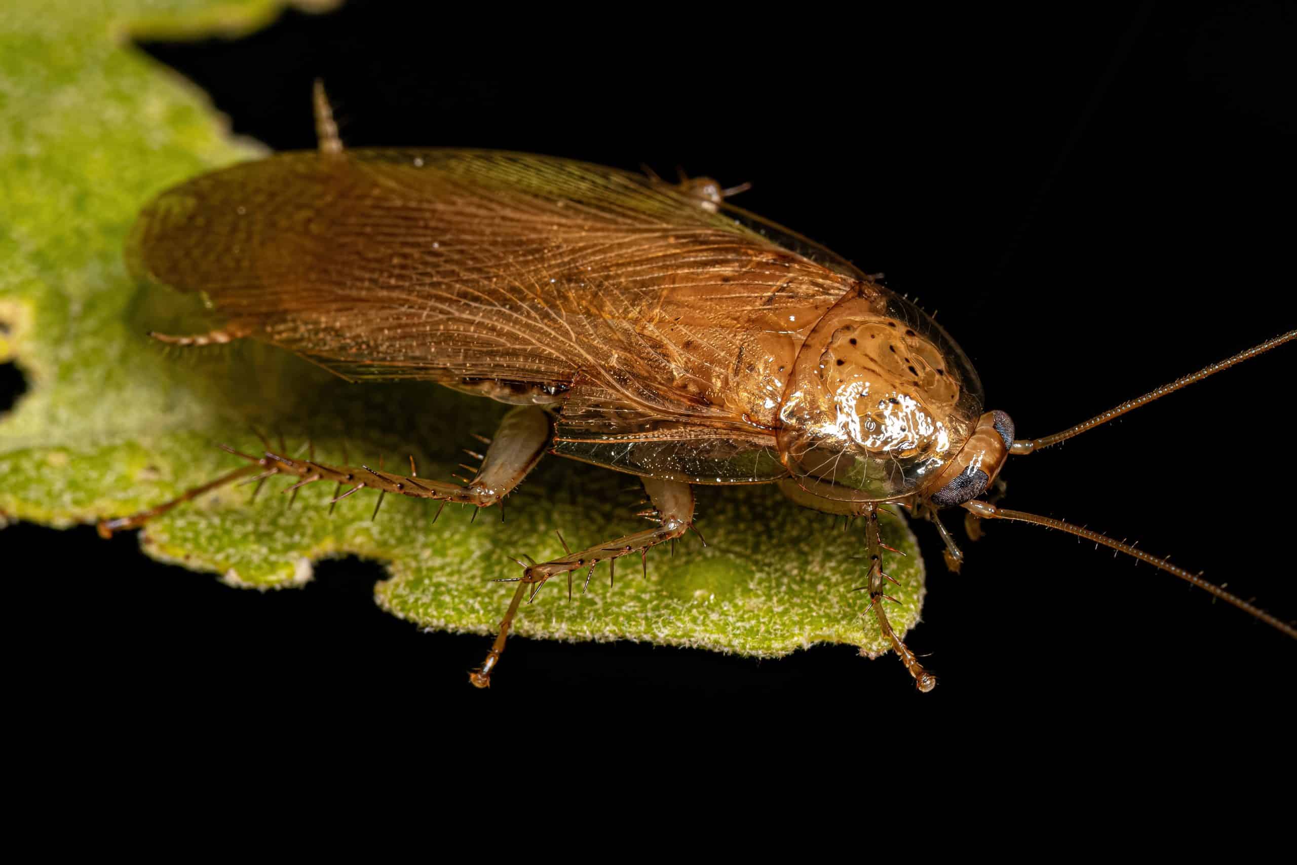 tree roach