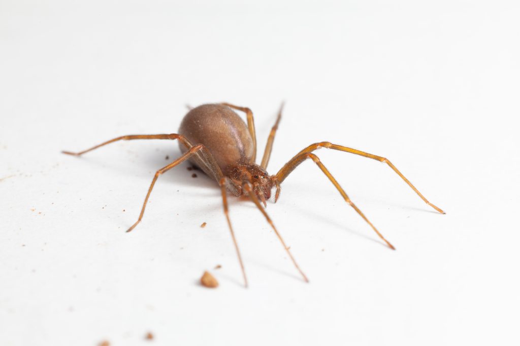 A close-up of a brown spider with long legs on a white surface, with small bits of debris nearby.