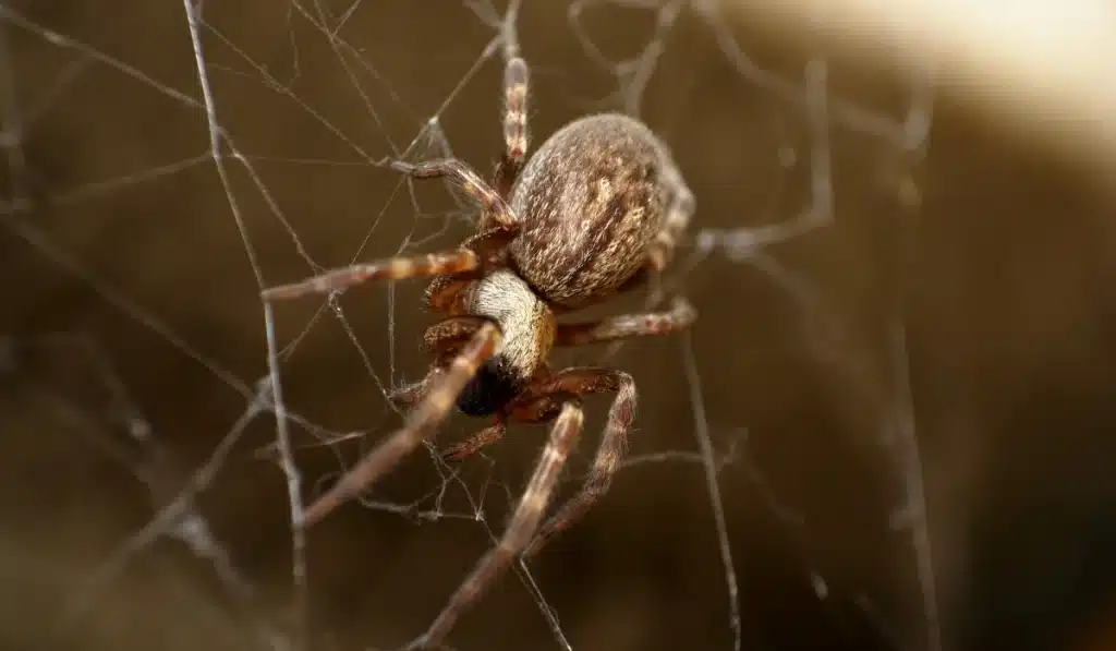 A close-up of a brown spider on its web, with a blurred background.
