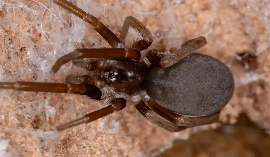 A close-up of a dark brown spider with long legs on a rough, light brown surface with some webbing visible.