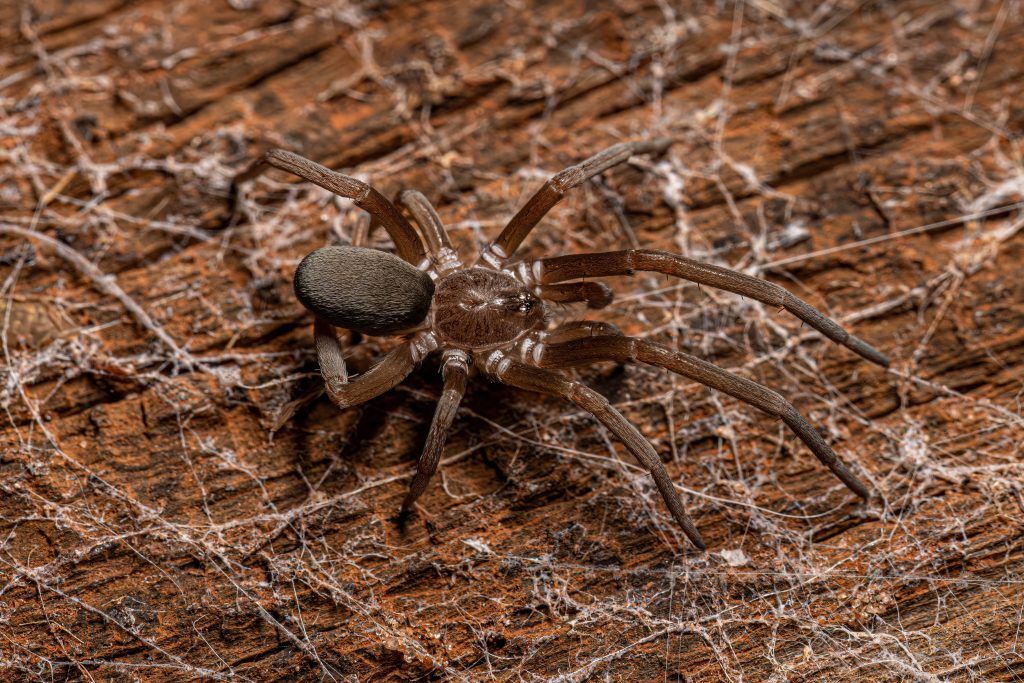 Brown spider on rough wood surface with strands of webbing scattered around.