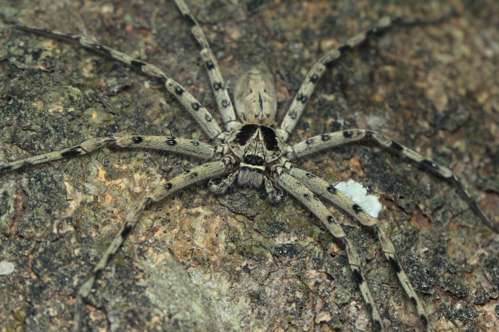 A camouflaged spider with long legs blends into the textured, brown surface of tree bark.