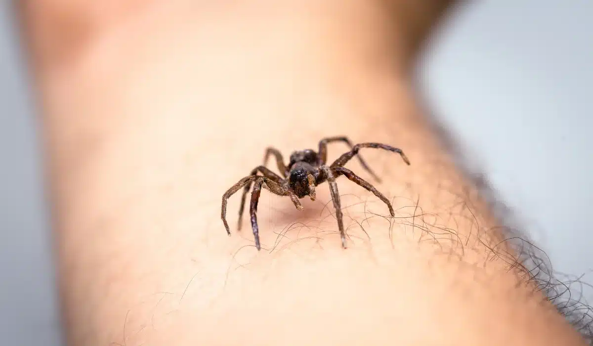 Brown spider with long legs resting on a person's forearm