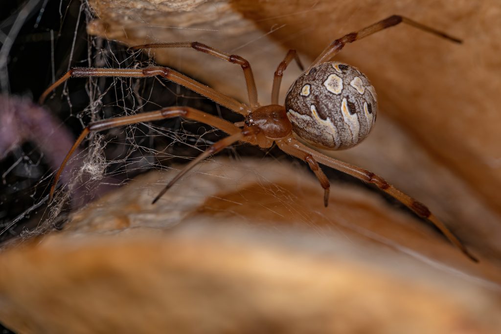 Close-up of a brown spider with patterned abdomen on its web between dry, brown leaves.