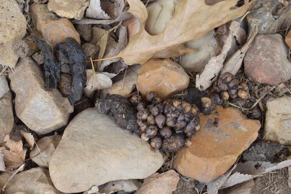 Raccoon poop