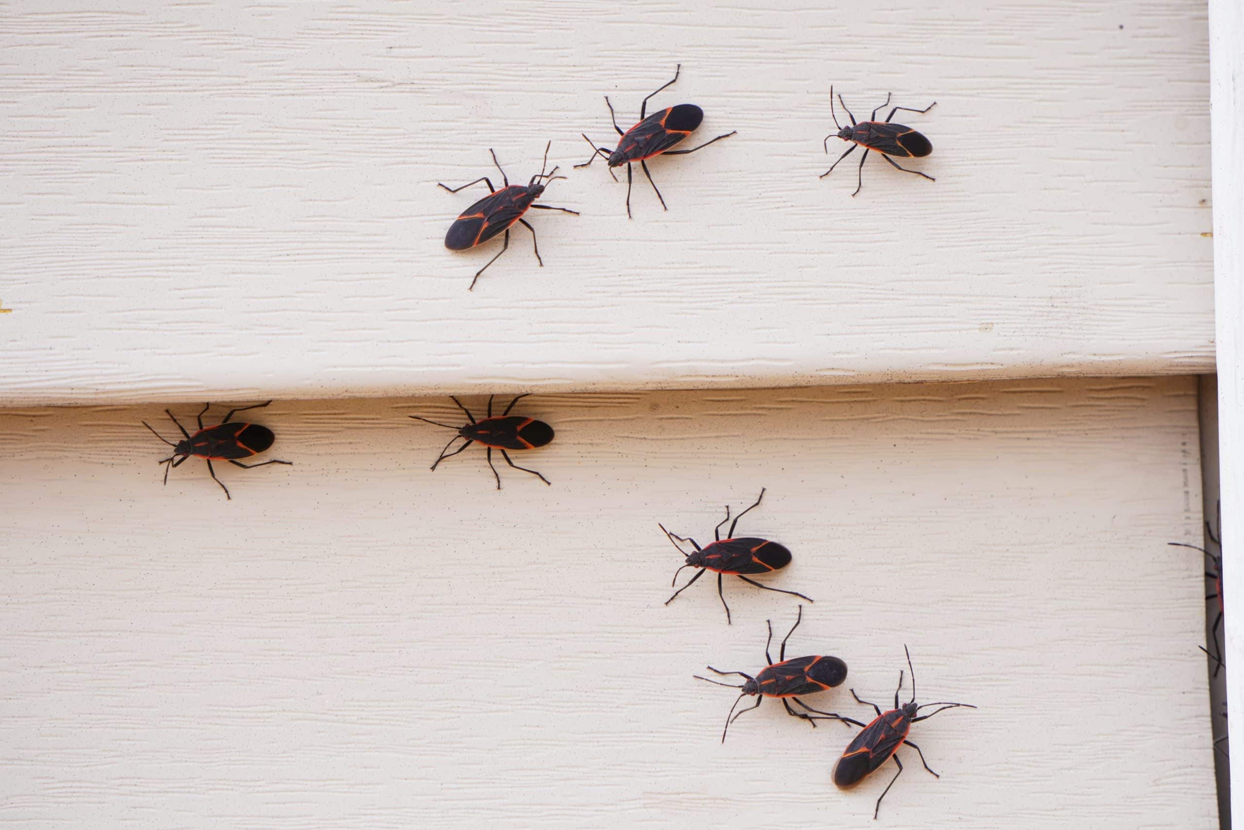 Why Boxelder Bugs Cover Your Sunny Walls Every Fall