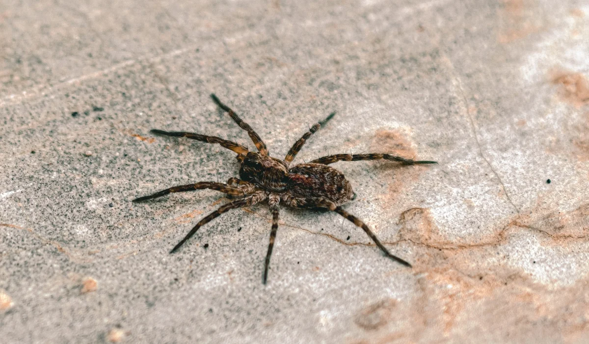 A close-up captures a wolf spider perched on a textured, stone-like surface. The arachnid's mottled brown coloring provides effective camouflage against the natural backdrop