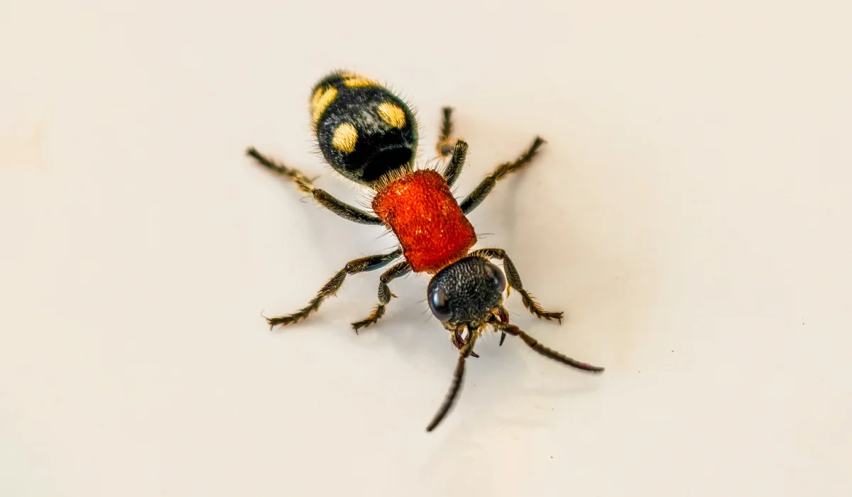 Fuzzy red-and-black velvet ant with yellow abdominal spots on a plain light background