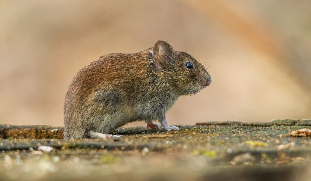 Small brown rodent standing on a mossy rocky surface with a blurred beige background