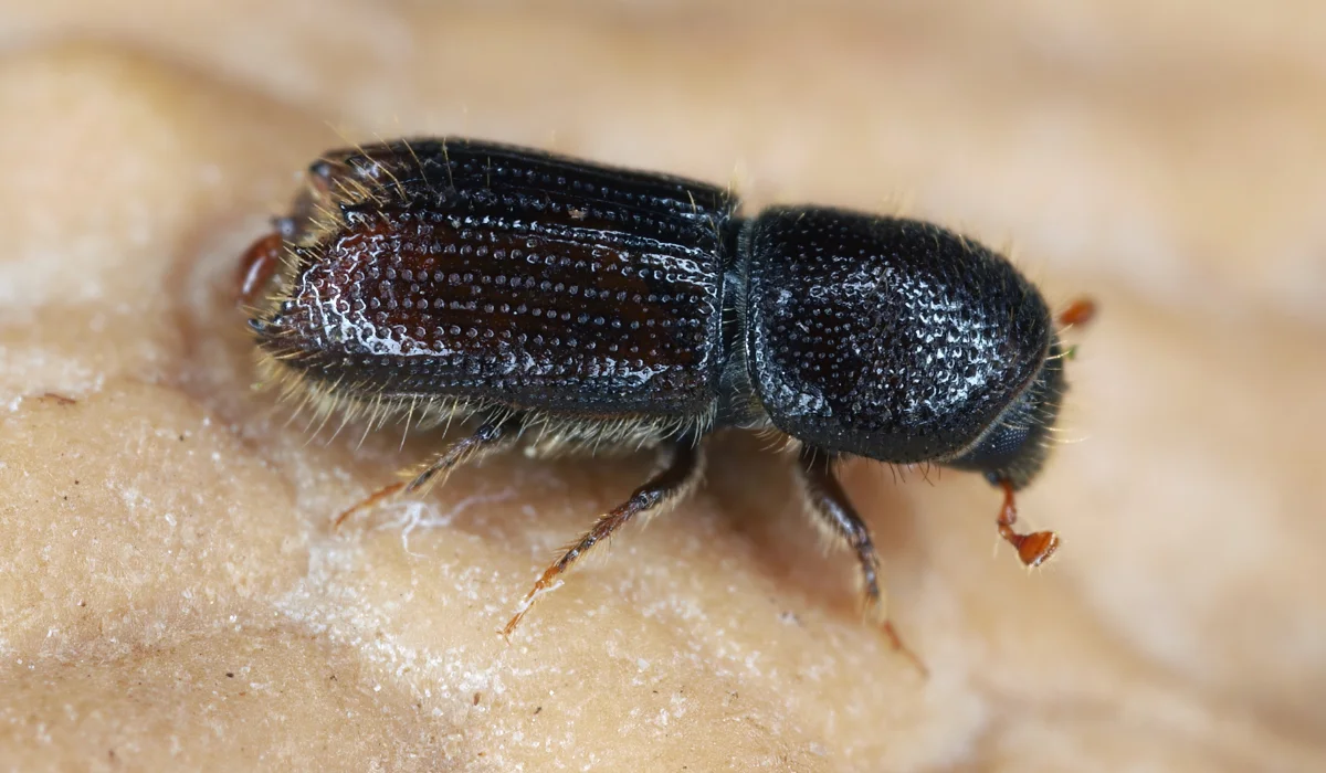 Small dark bark beetle with textured rounded head and elongated, ridged body on pale wood surface