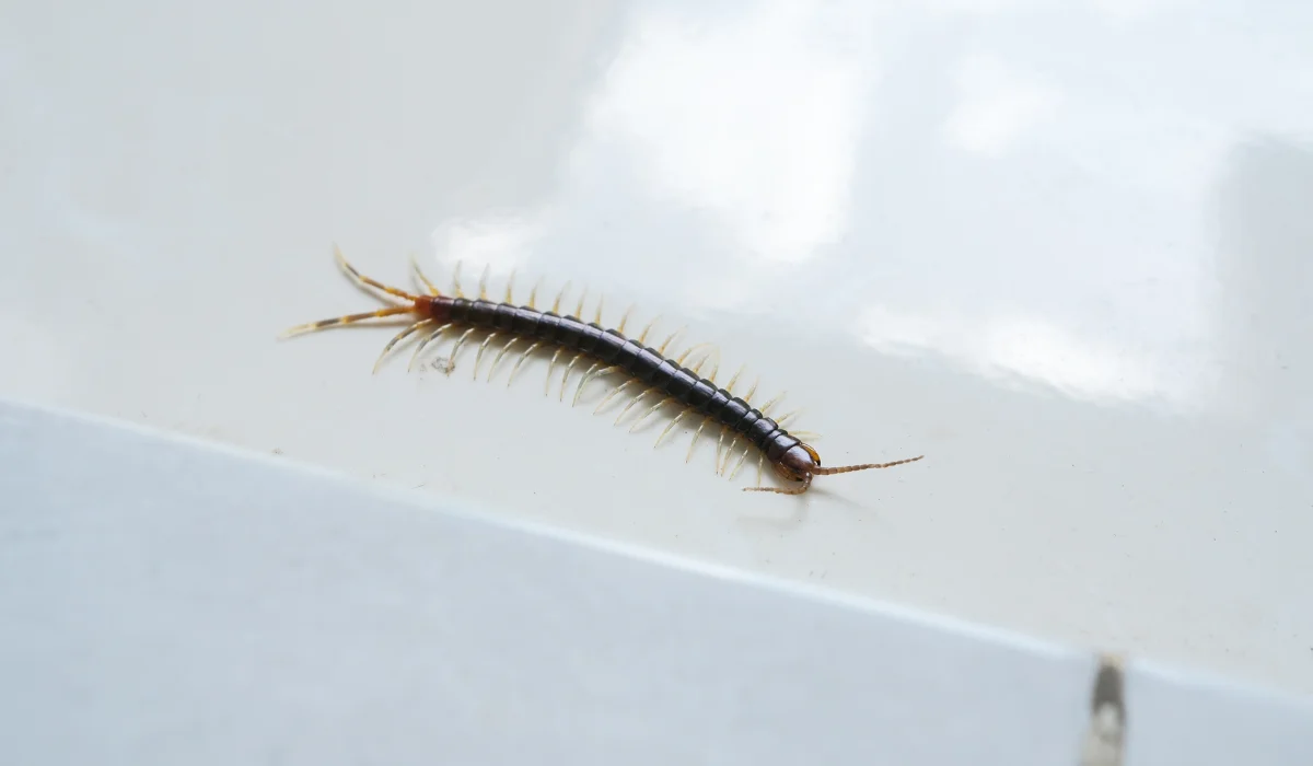 Centipede in the home floor
