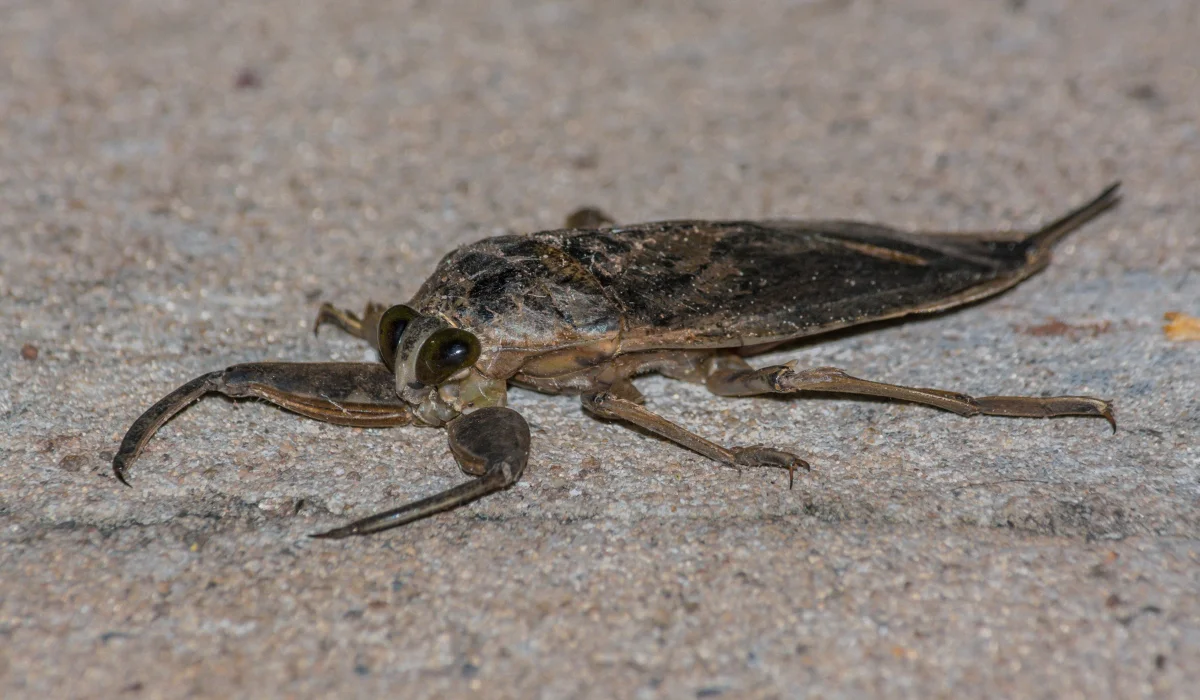 Giant Water Bug (Lethocerus sp.)