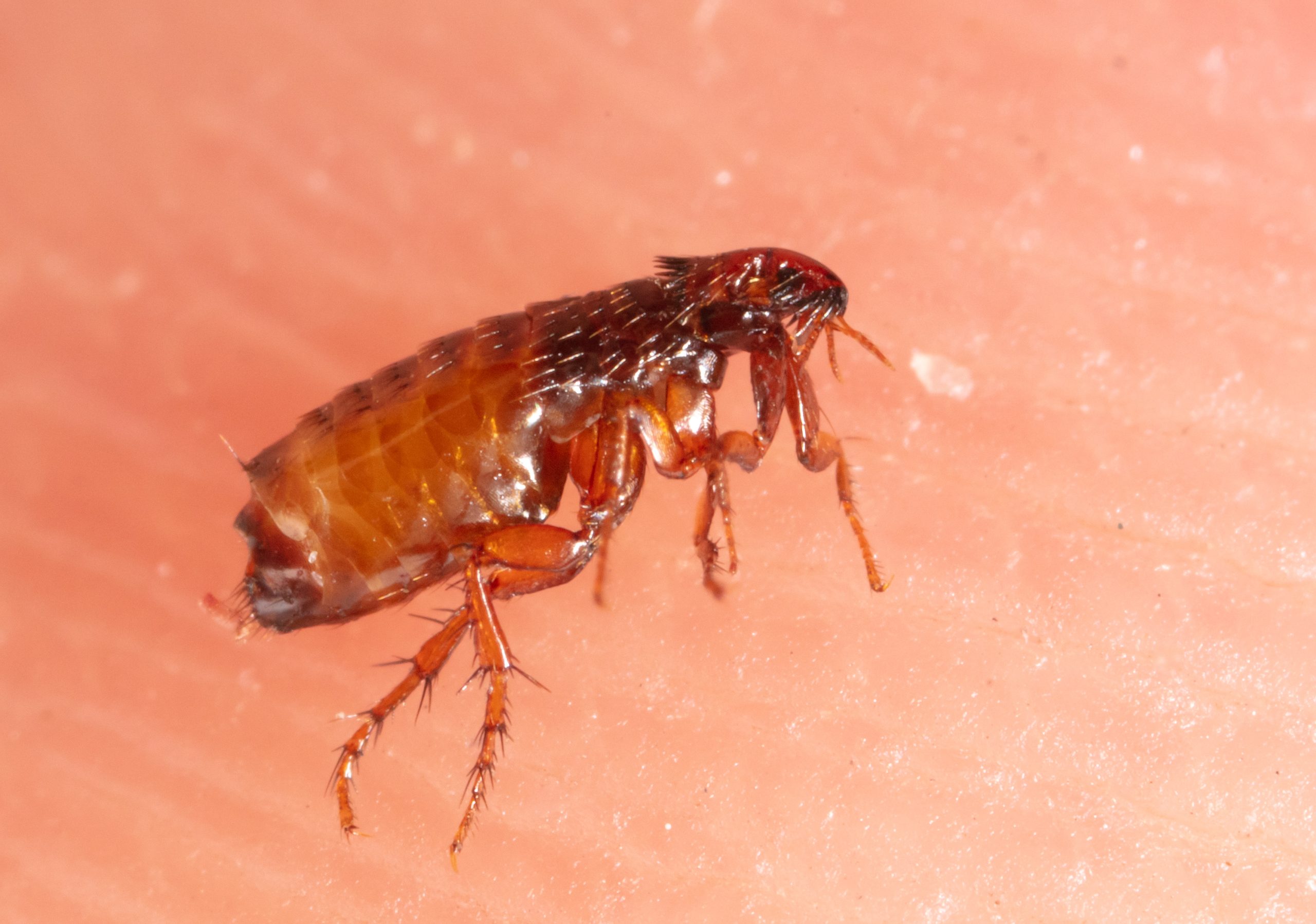 Flea Season in Louisiana: FAQs Answered