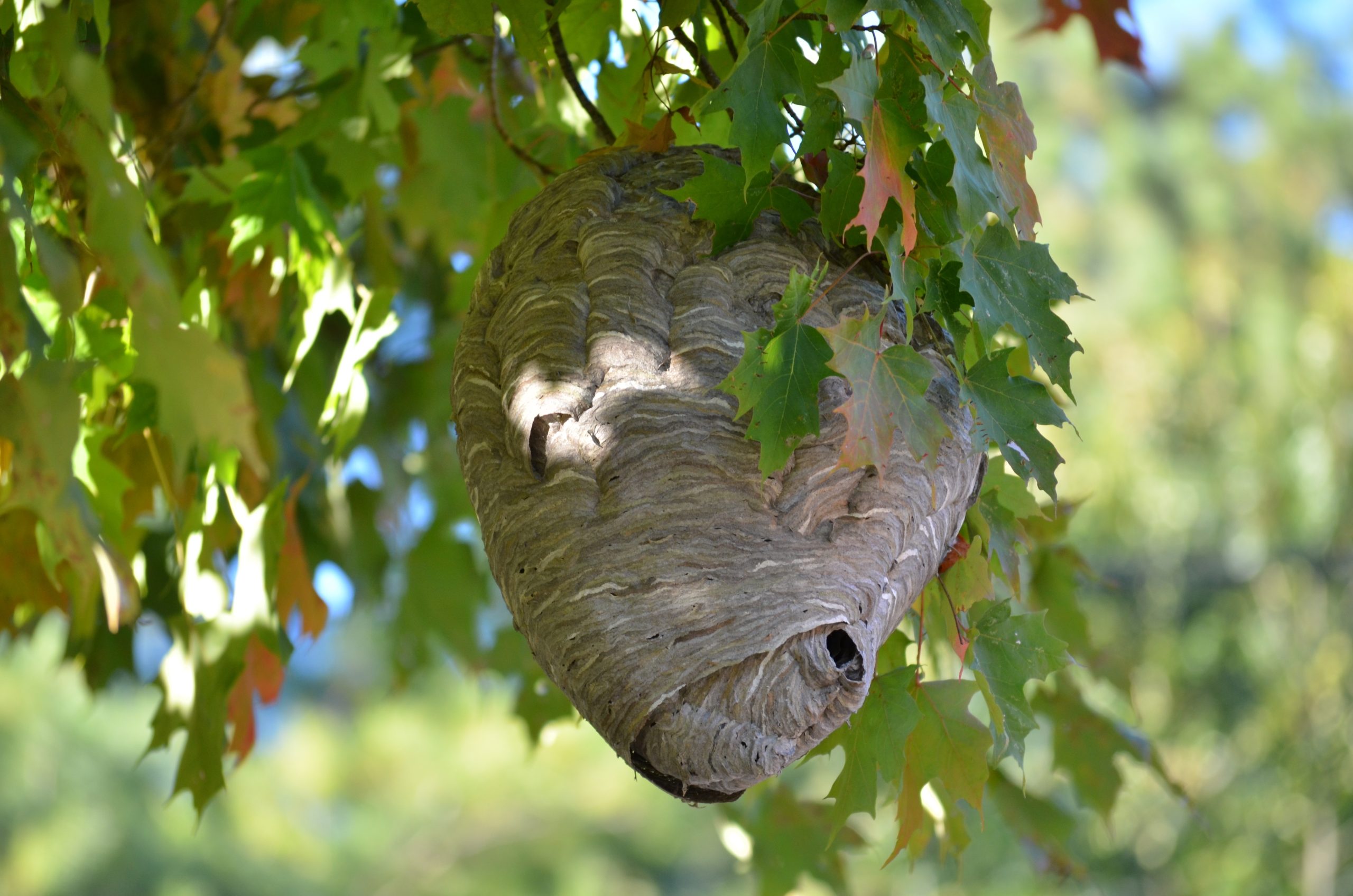 Hornets Louisiana Guide: Species, Nests, and Stings
