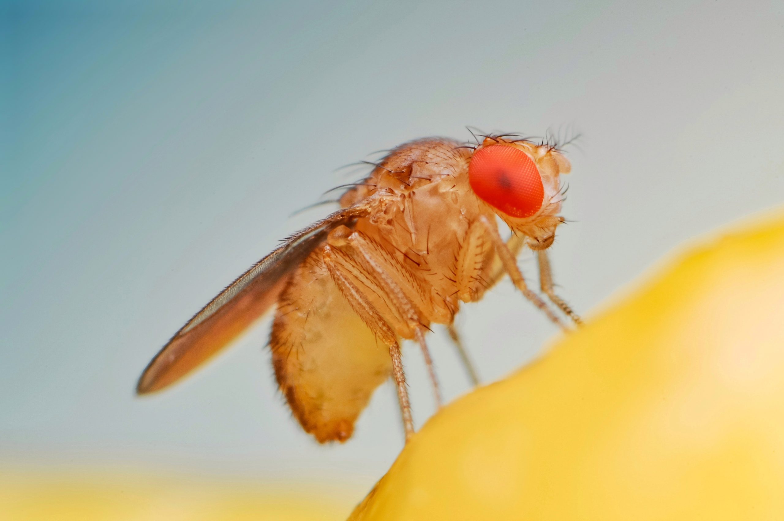 Louisiana Fruit Fly: How to Keep Them Away