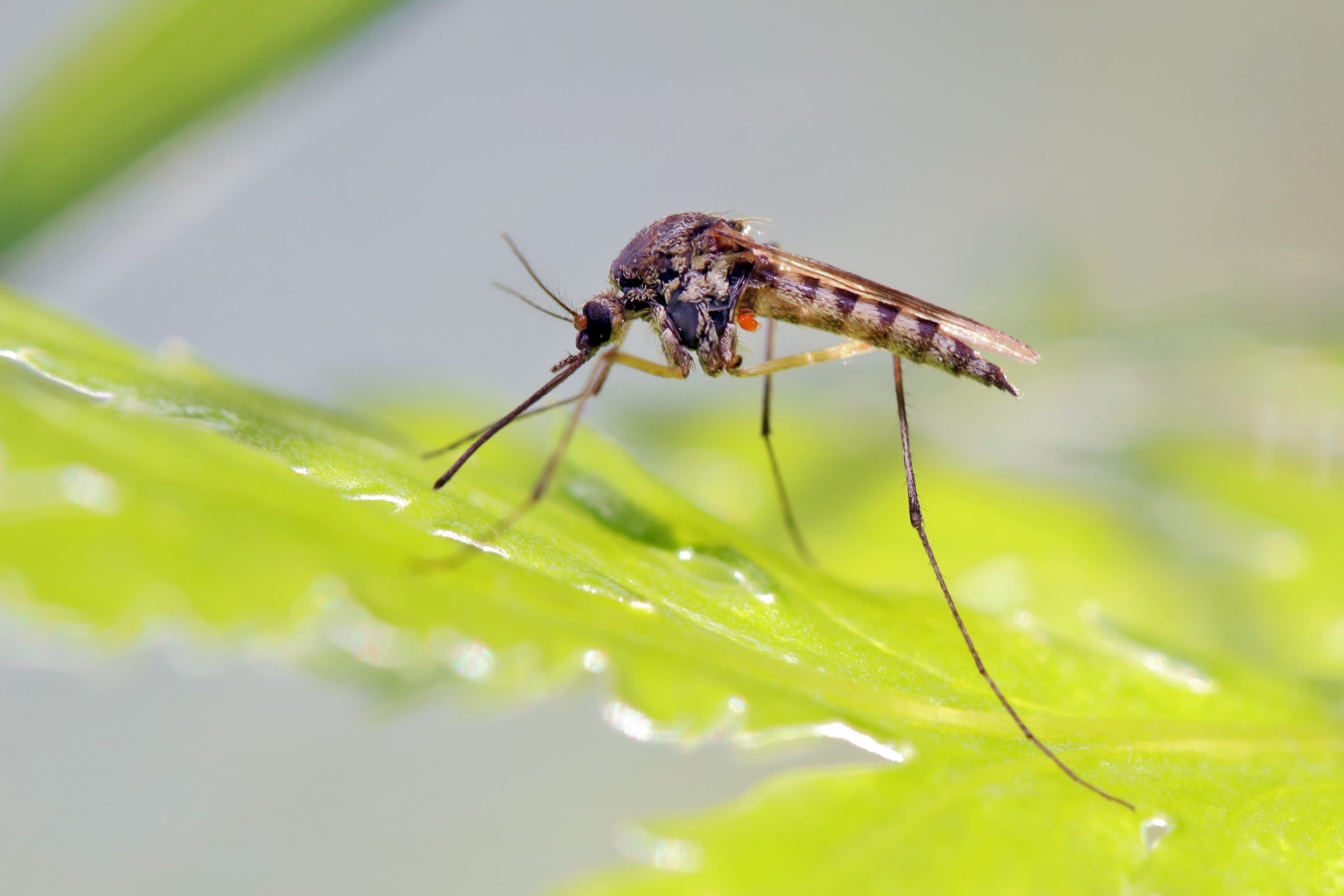 Types of Mosquitoes in Louisiana: Where They Hide